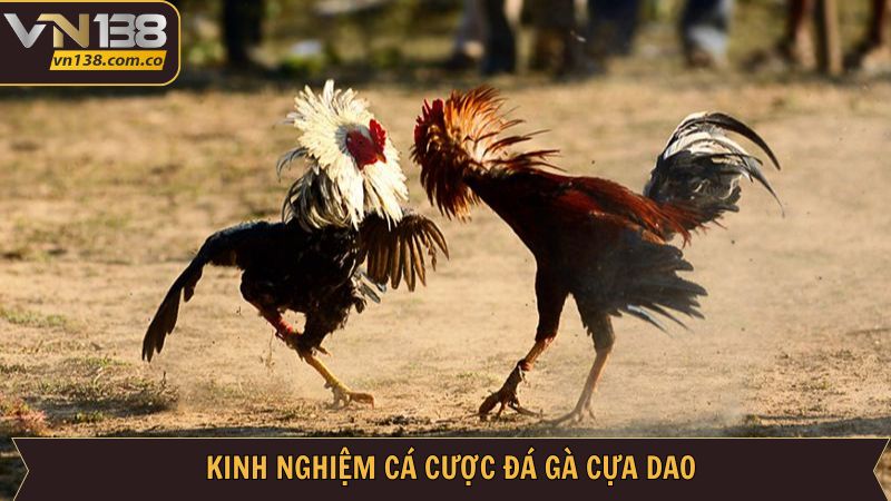 Chinh phục dễ dàng đá gà cựa dao với các bí kíp hay