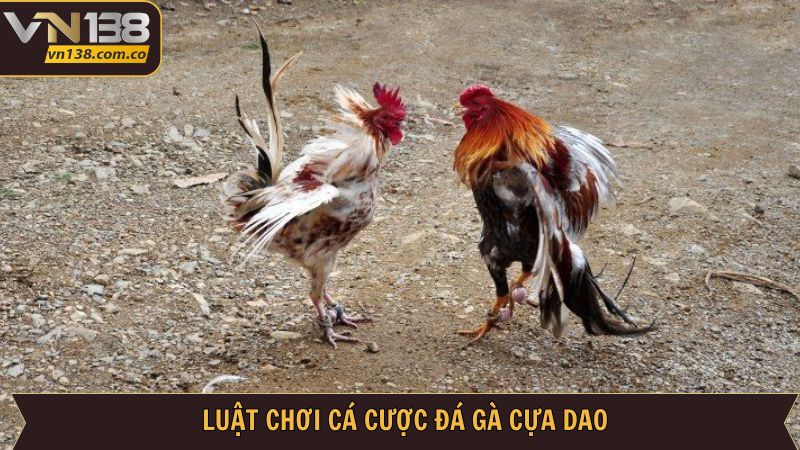 Chia sẻ quy luật đá gà cựa dao cực chi tiết