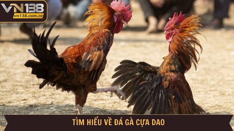 Giới thiệu sơ bộ về hình thức cược hấp dẫn