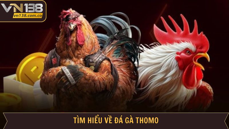 Đôi nét tìm hiểu thông tin hình thức đá kê Thomo