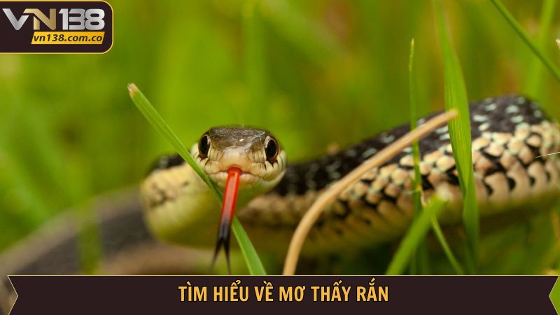 Mơ Thấy Rắn - Khám Phá Điềm Báo Tốt Xấu Cùng VN138 2 Tổng quan về ý nghĩa giấc mơ thấy rắn