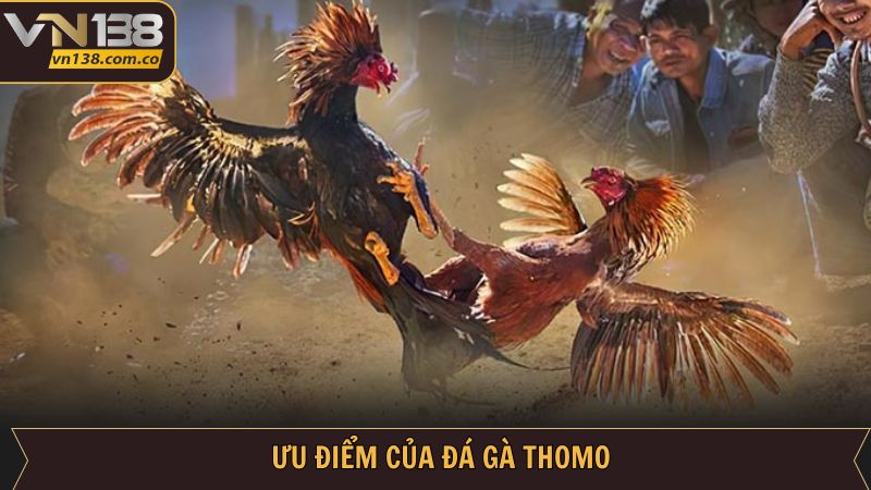 Ưu điểm hấp dẫn khi người dùng tham gia cá cược đá gà Thomo 